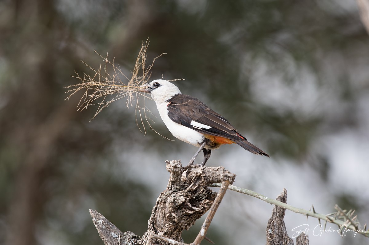 Buffalo Weaver