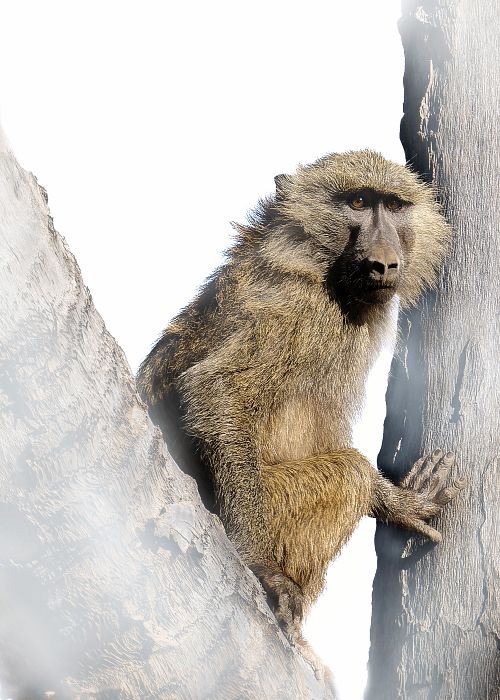 Singe sur fond blanc au Kenya