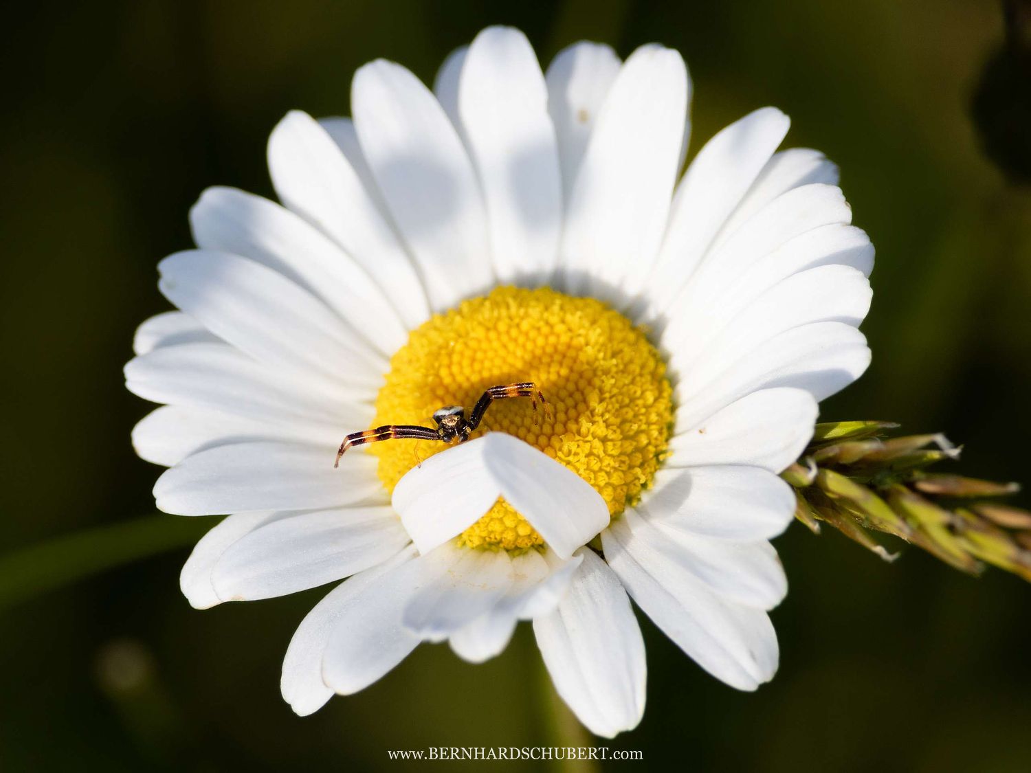 Misumena vatia – Veränderliche Krabbenspinne