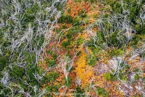 Recovering Fayal-Brezal forest after fire