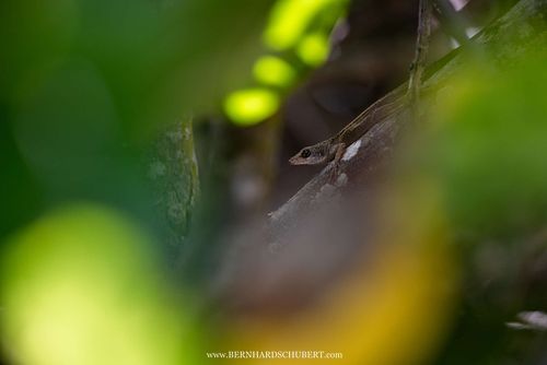Anolis sp. - Anolis