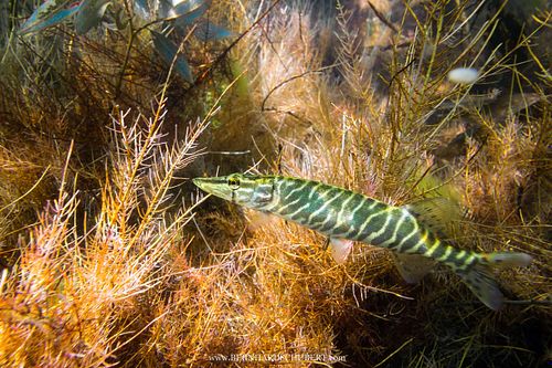Esox lucius - Northern Pike