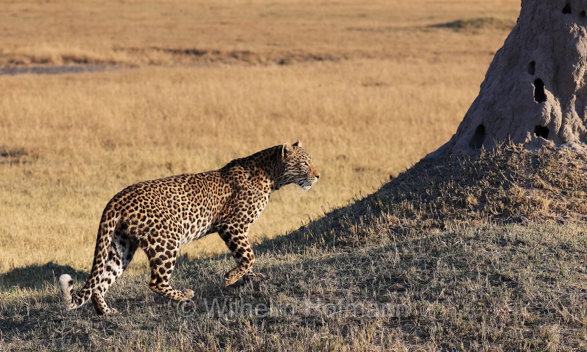 Leopard, leopardo, Panter, Panther, Panthera pardus, Moremi Game Reserve, Moremi-Wildreservat﻿, Okavango Delta, Okavango Grassland, Botswana, Republik Botsuana