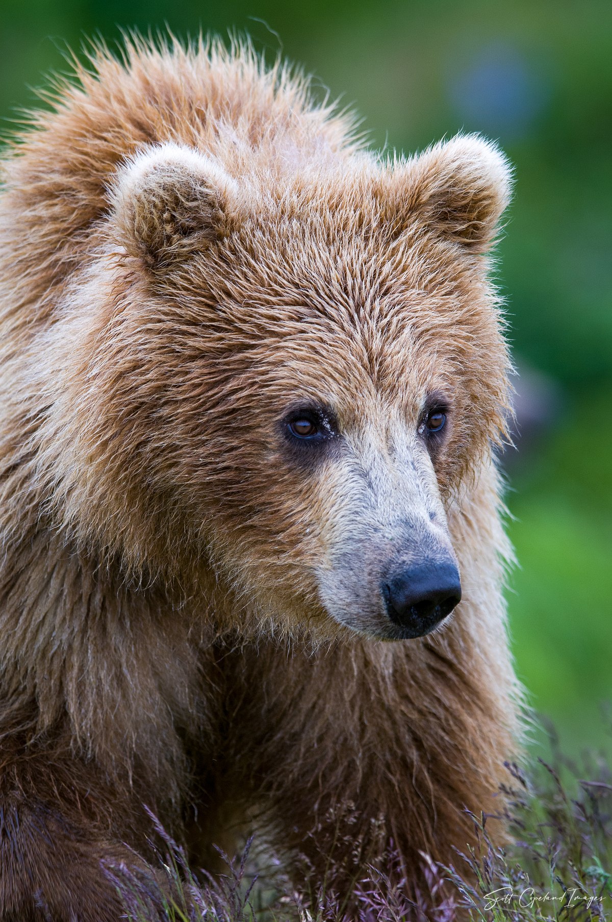 Alaskan Grizzly