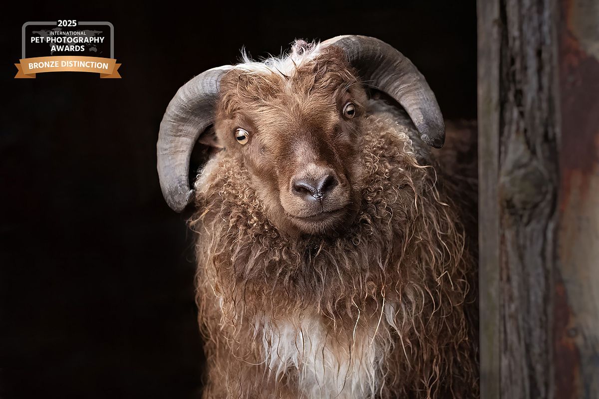 Close-up portrait of sheep in Iceland with dramatic horns, farm portrait photography.