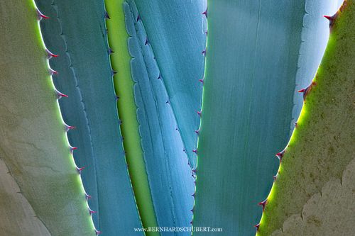 Agavenblätter