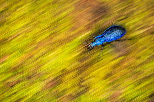 Blue ground beetle