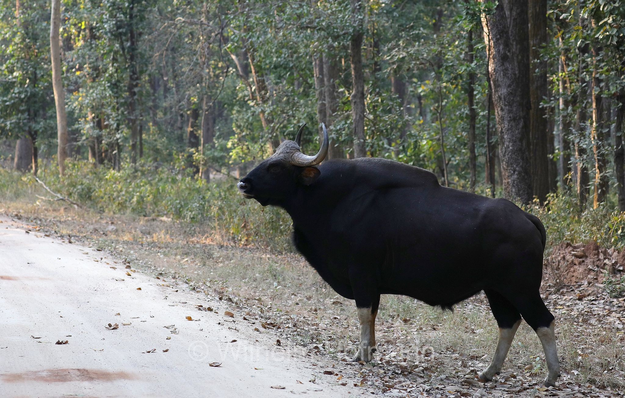 gaur, Indian bison, bovino delle giungle, Bos gaurus, Kanha National Park, Kanha-Nationalpark, parco nazionale di Kanha, Madhya Pradesh, India, Indien