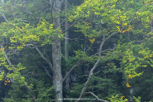 Detailaufnahme einer Buche