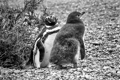 Pinguino di Magellano | Spheniscus magellanicus