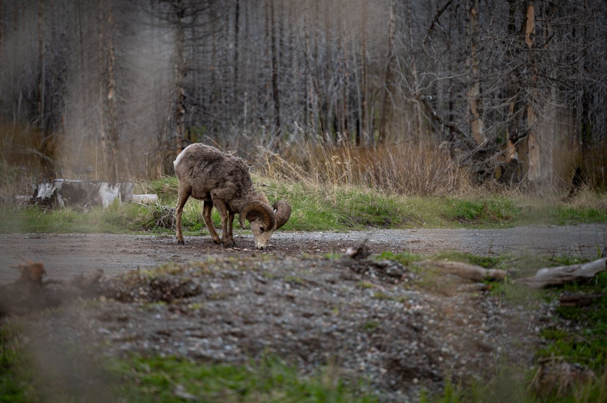 Big Horn Sheep in Waterton Lakes National Park