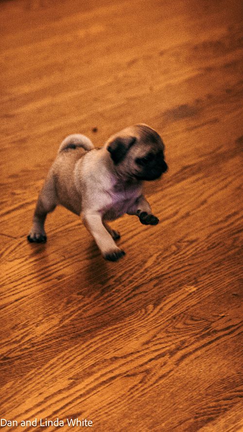 This Is What Happens When He Spots a Snack