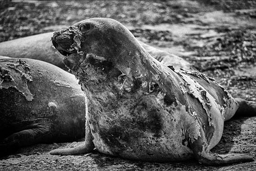 Elefante marino | Mirounga leonina