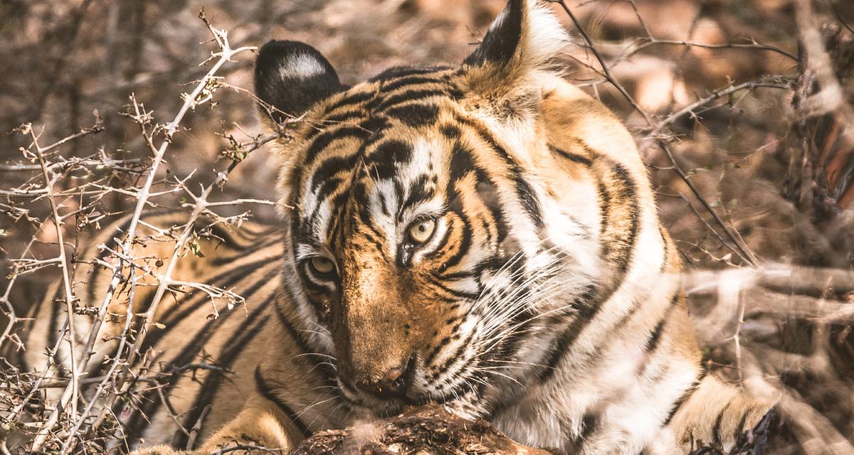 animal, species, mammal, tiger, tigress