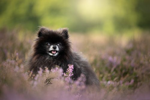 Hondenfotografie Zwarte Dwergkees in heide