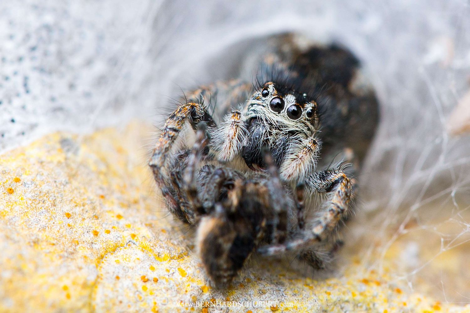 Philaeus chrysops - Goldaugenspringspinne