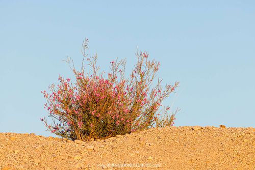 Chamaenerion dodonaei - Rosemary-leaved willowherb in Velebit