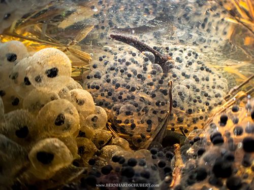 Haemopis sanguisuga – Pferdeegel