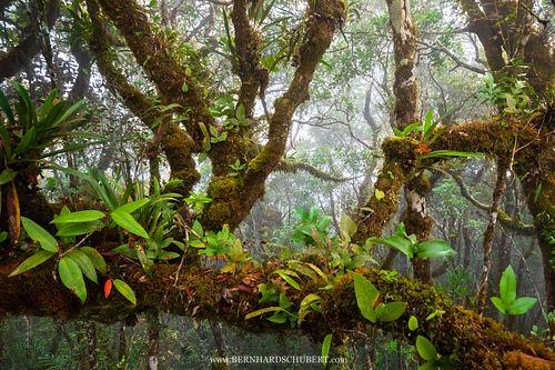 Epiphyten in einem tropischen Nebelwald.