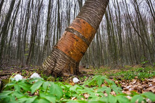 Markierungen eines Bären an einem Kirschbaum