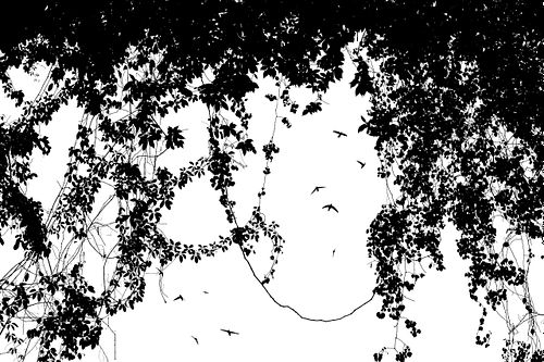 Aerodromus sp. – Dunkle Salanganen