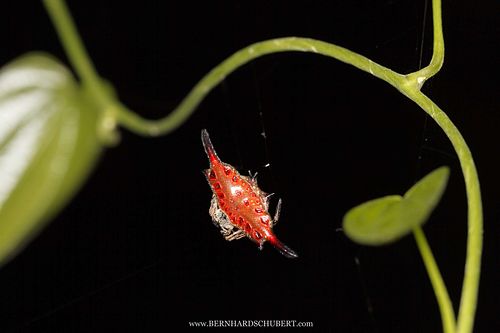 Gasteracantha diardi - Parallel bedornte Stachelspinne