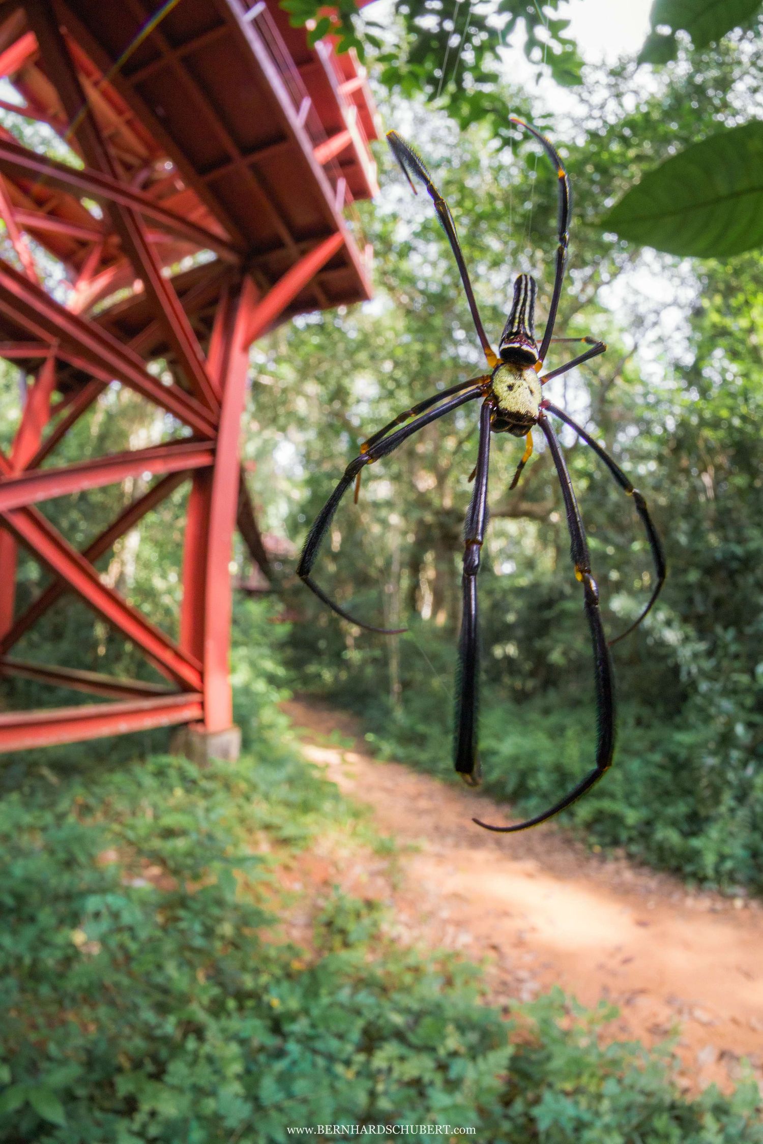 Nephila pilipes - Goldene Riesenradnetzspinne