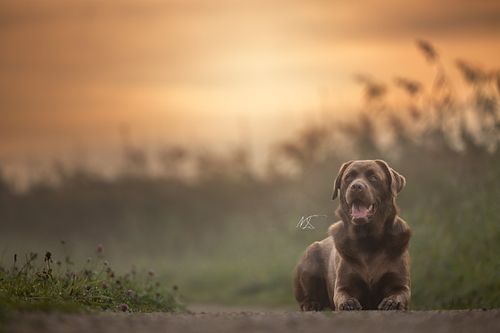 Fotoshoot met Labrador x Labradoodle tijdens mistige herfst zonsopgang