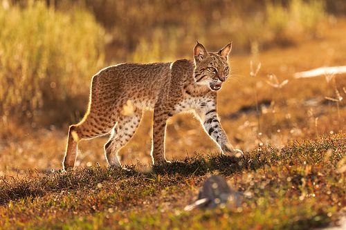 A full-body view of a bobcat prowling through tall grass in Central Texas with dramatic golden rim lighting on its back and legs.