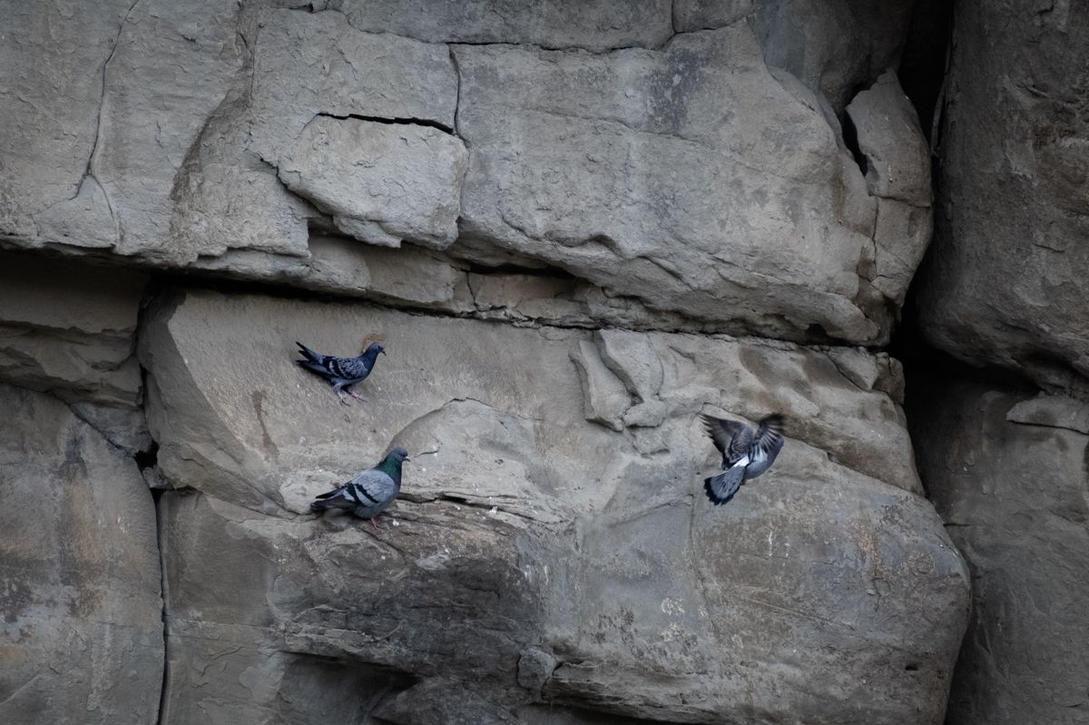 Pigeons socializing on a rock face at Lundbreck Falls
