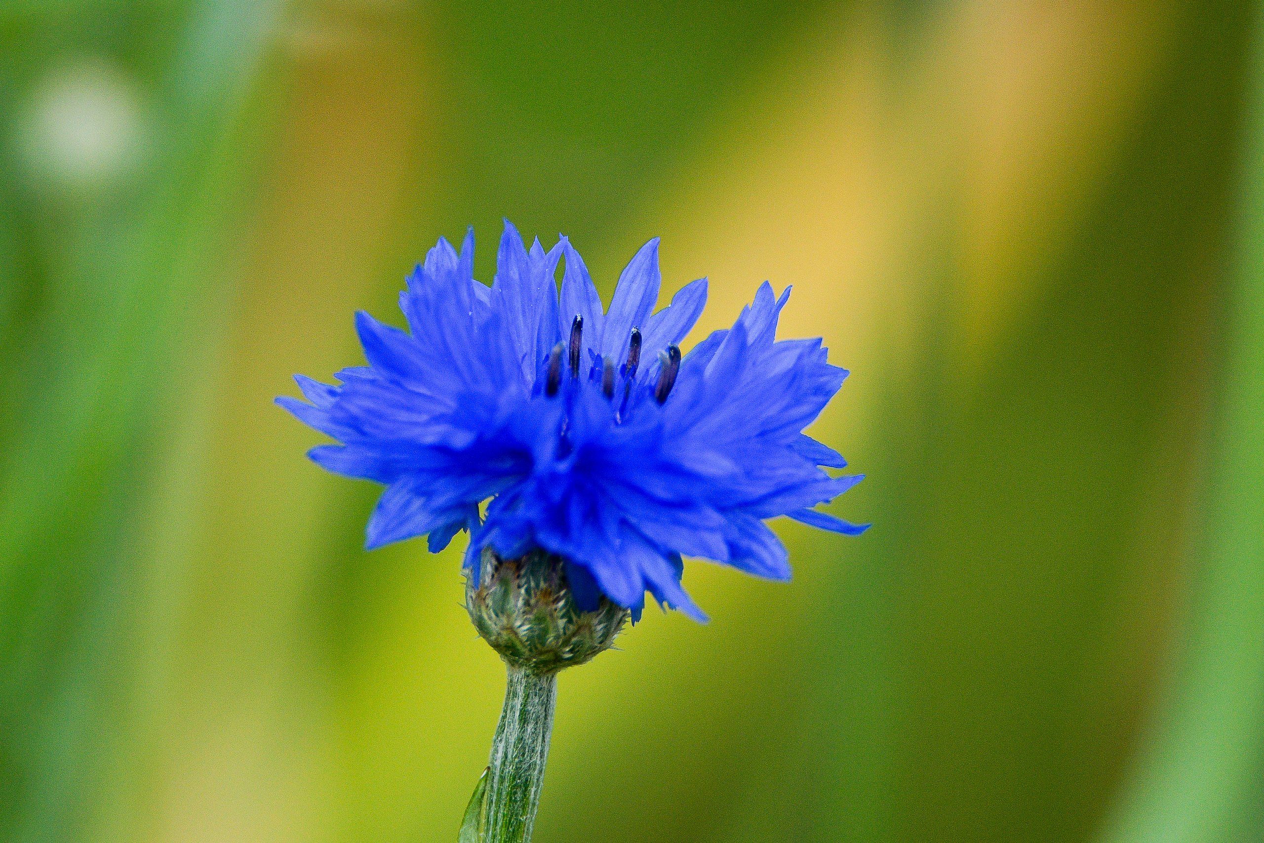 KODU LOODUSFOTO LOOD