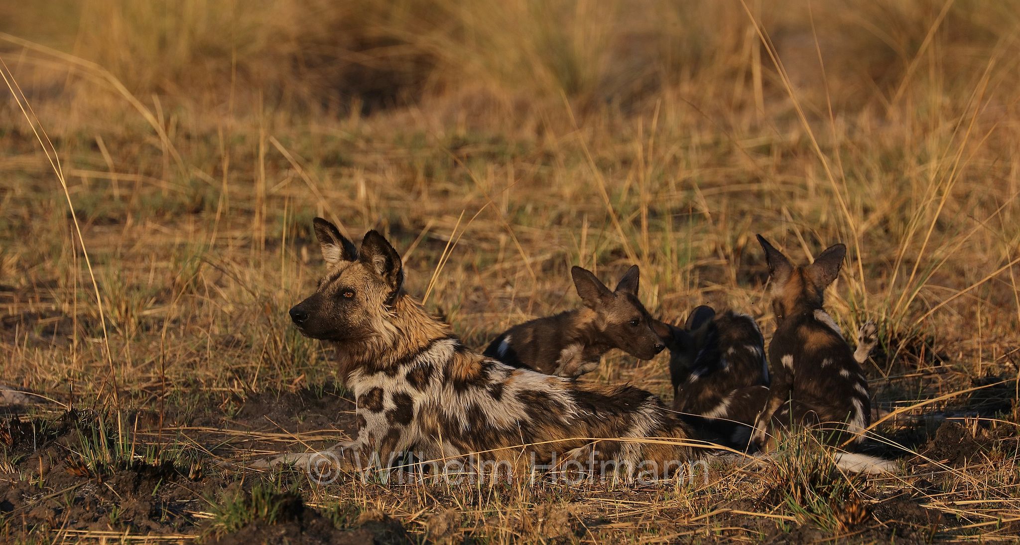 African wild dog, painted dog, Cape hunting dog, Afrikanischer Wildhund, licaone, cane selvatico africano, Lycaon pictus, Moremi Game Reserve, Moremi-Wildreservat, Okavango Delta, Okavango Grassland, Botswana, Republik Botsuana