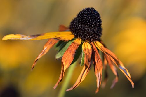 Rudbeckia hirtida