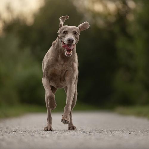 Hoe werkt een huidierenfotoshoot in de natuur?