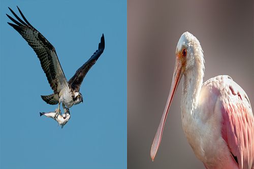 5-Day Florida Osprey & Roseate Spoonbill Photography Workshop or Tour  |  April - May
