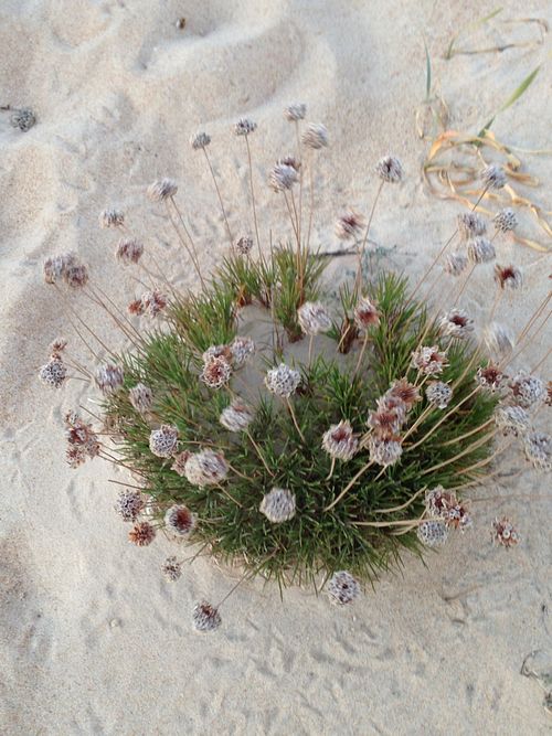 Zelfherstellend Vermogen