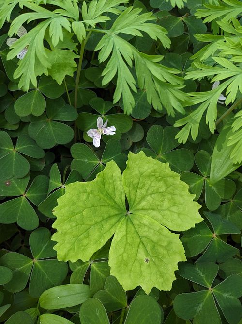 Consultation & Garden Coaching