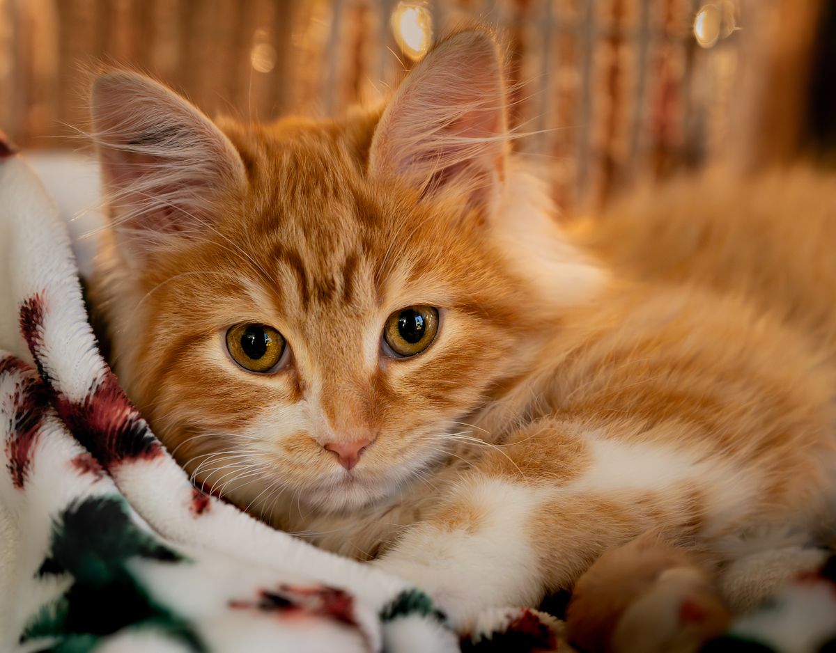 Orange kitten on a blanket at Christmas time.