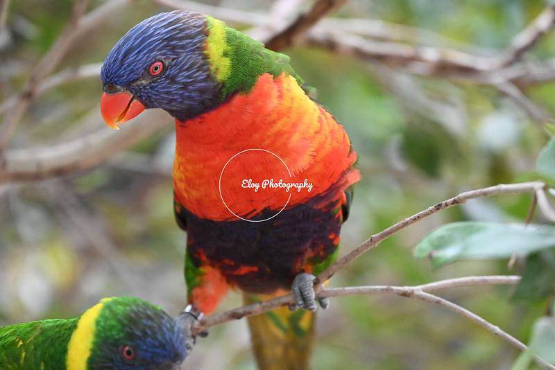 Rainbow Lorikeet Gallery