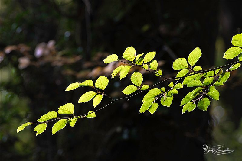 Simple things to improve your photography