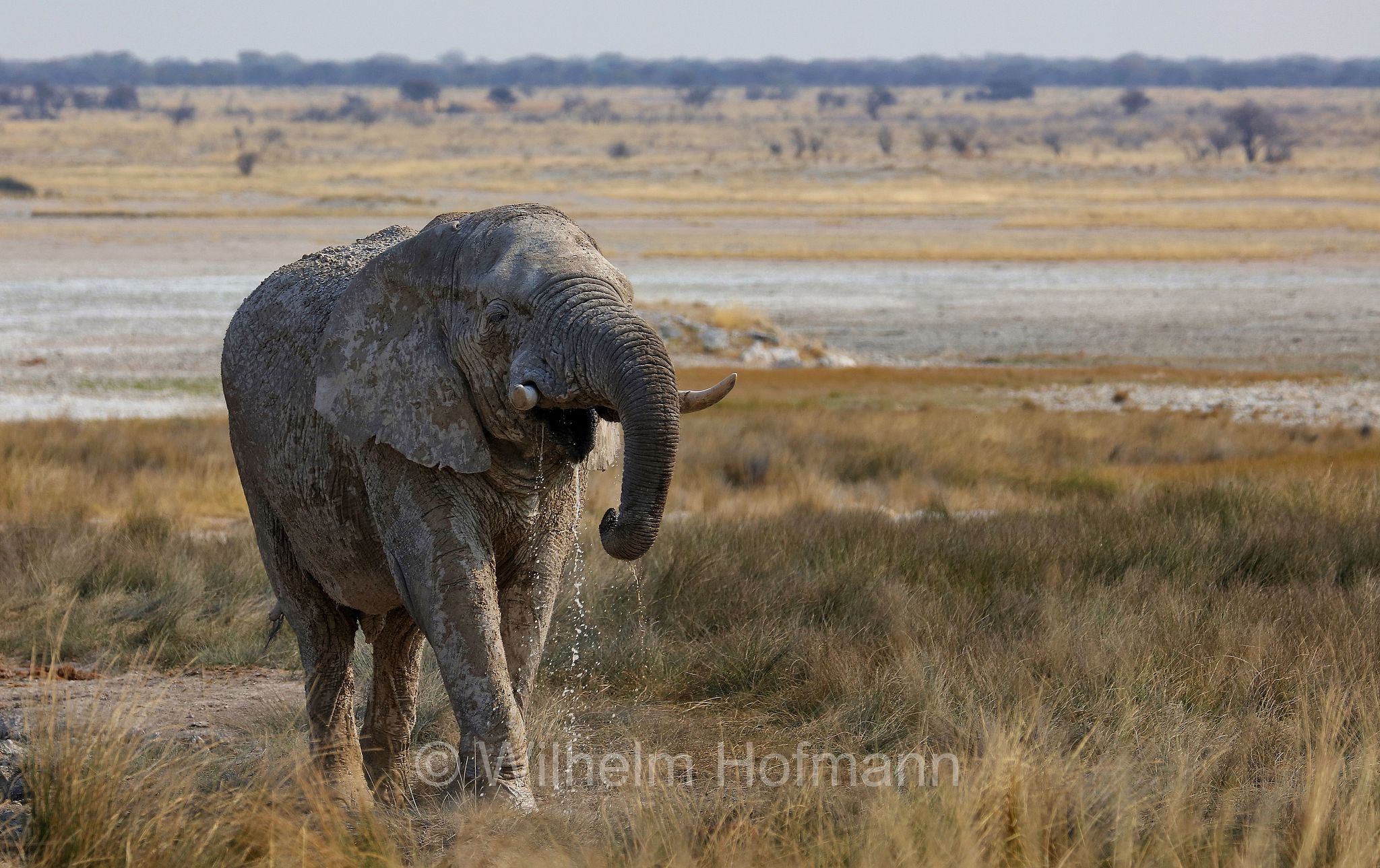 African bush elephant, African savanna elephant, Afrikanischer Elefant, Afrikanischer Buschelefant, Afrikanischer Savannenelefant, Afrikanischer Steppenelefant, elefanto africano, elefanto africano di savana, Etosha-Nationalpark, Etosha National Park, parco nazionale d'Etosha, Namibia