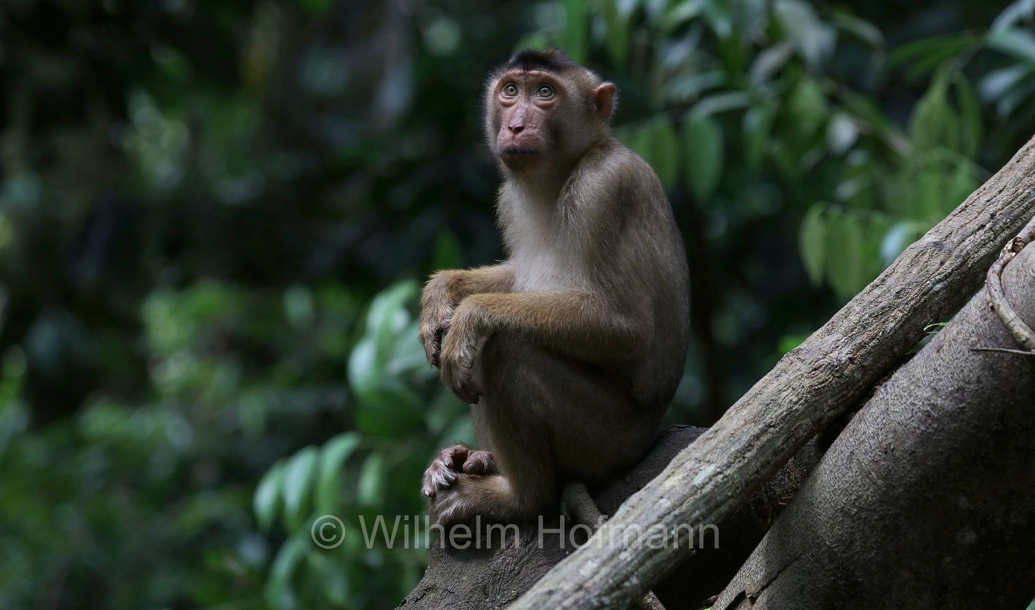 southern pig-tailed macaque, Sundaland pig-tailed macaque, Sunda pig-tailed macaque, Südlicher Schweinsaffe, macaco nemestrino, macaco coda di porco, Macaca nemestrina, Gunung Leuser National Park, Nationalpark Gunung Leuser, parco nazionale di Gunung Leuser, Bukit Lawang, Sumatra, Indonesia, Indonesien