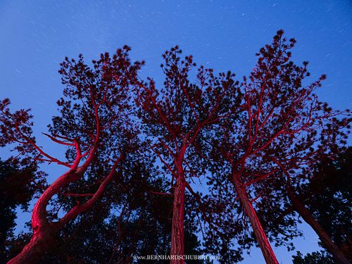 Pinus nigra - Austrian pine