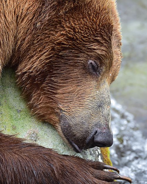 Best place for bear photography workshop & tour in the US.  Located in Katmai National Park, Brooks Camp, Brooks Falls, & Kodiak, Alaska, United States.