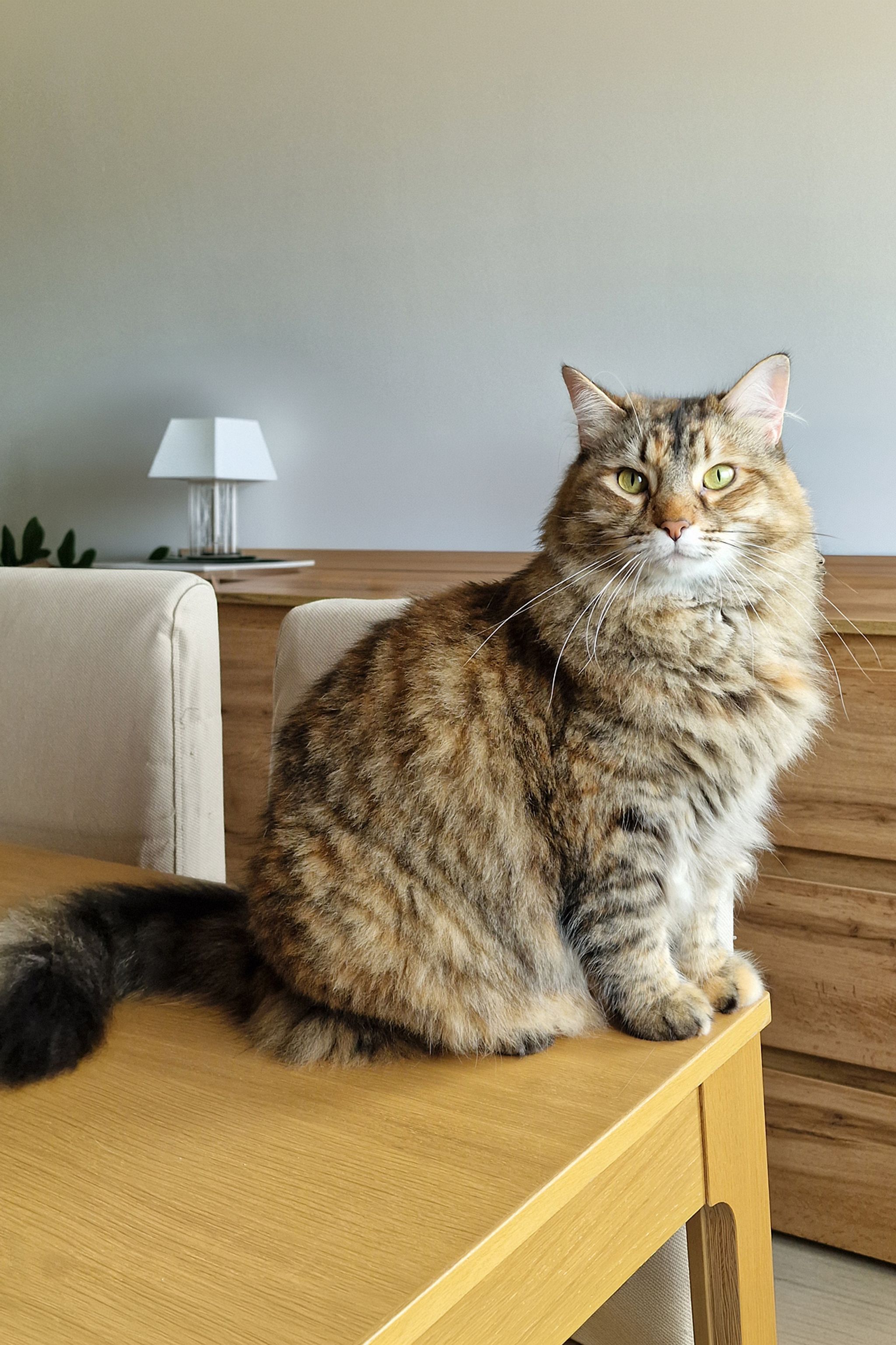 A Magia do Carv&atilde;o