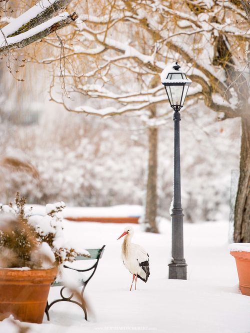 Ciconia ciconia - Weißstorch