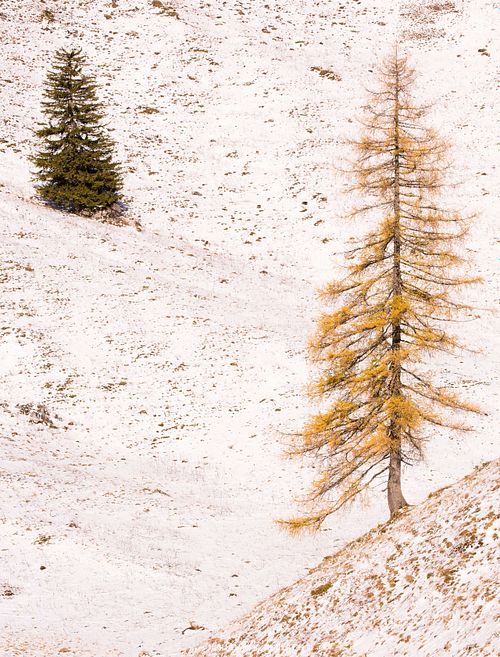 Larix decidua - European larch