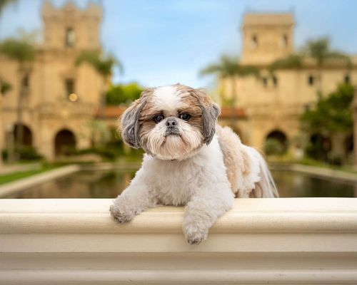 Balboa Bark Fundraising Session