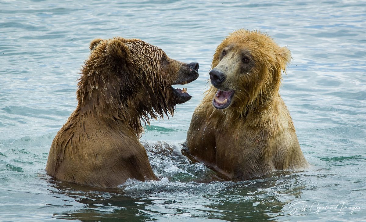Bear Conversation