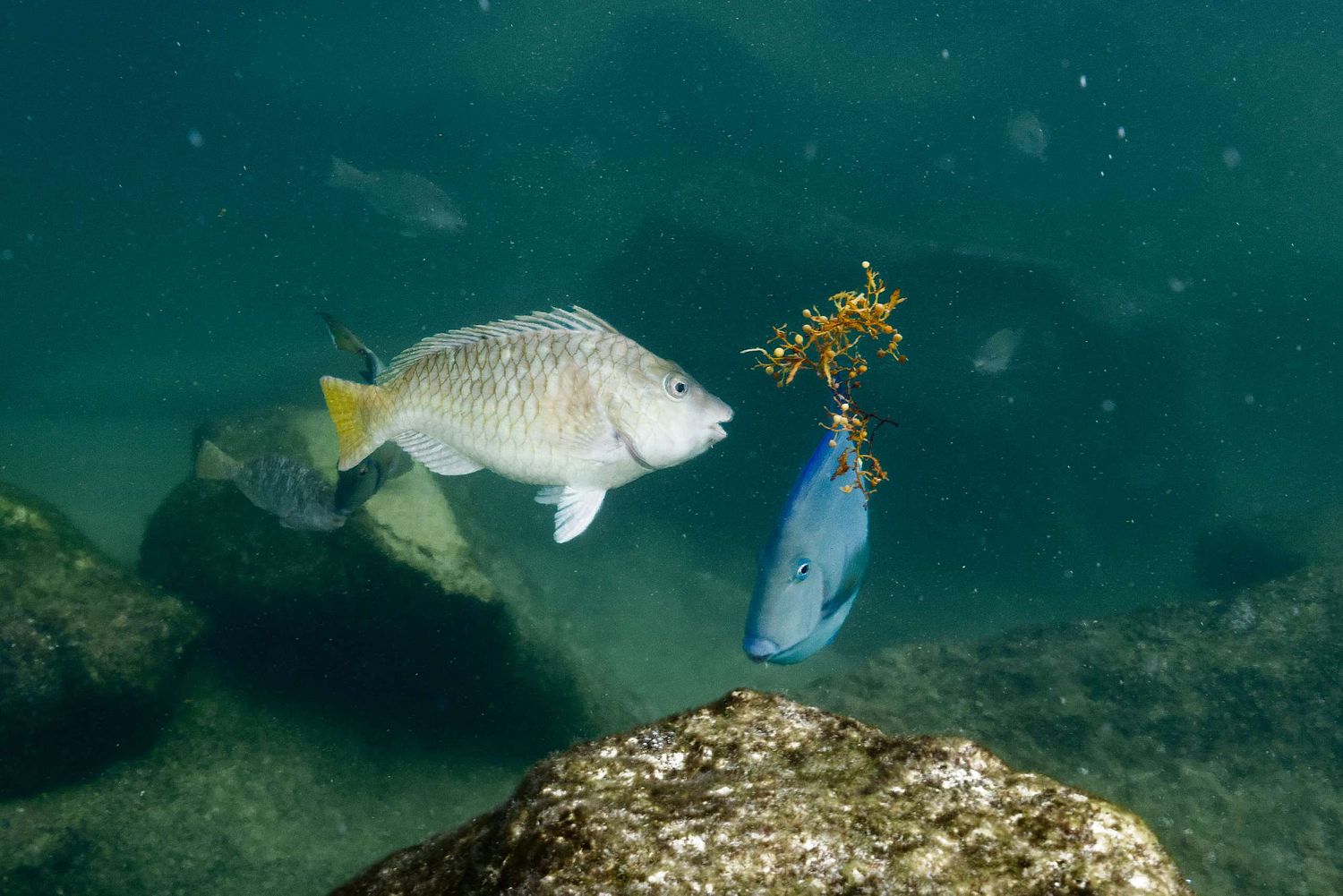 Sparisoma rubripinne - Gelbschwanz-Papageifisch